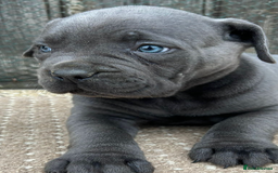 Cane Corso dogs for sale: Beautiful Blue Cane Corso Girls Ready Now - Image 4