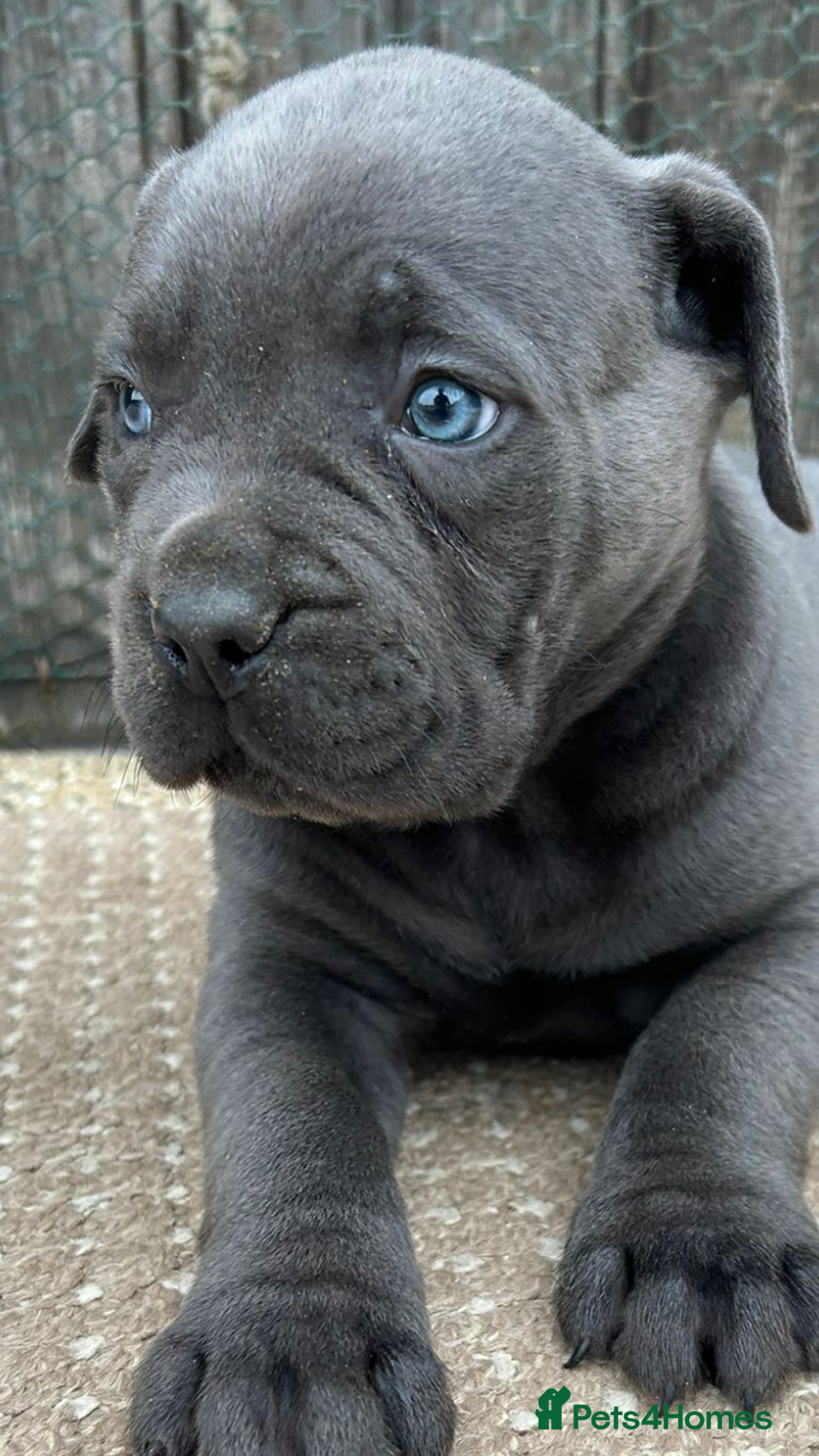 Cane Corso dogs for sale: Beautiful Blue Cane Corso Girls Ready Now - Image 4