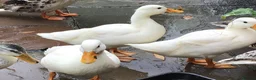 Ducks poultry for sale: White Call Duck Pair of Duck and Drake - Advert 1