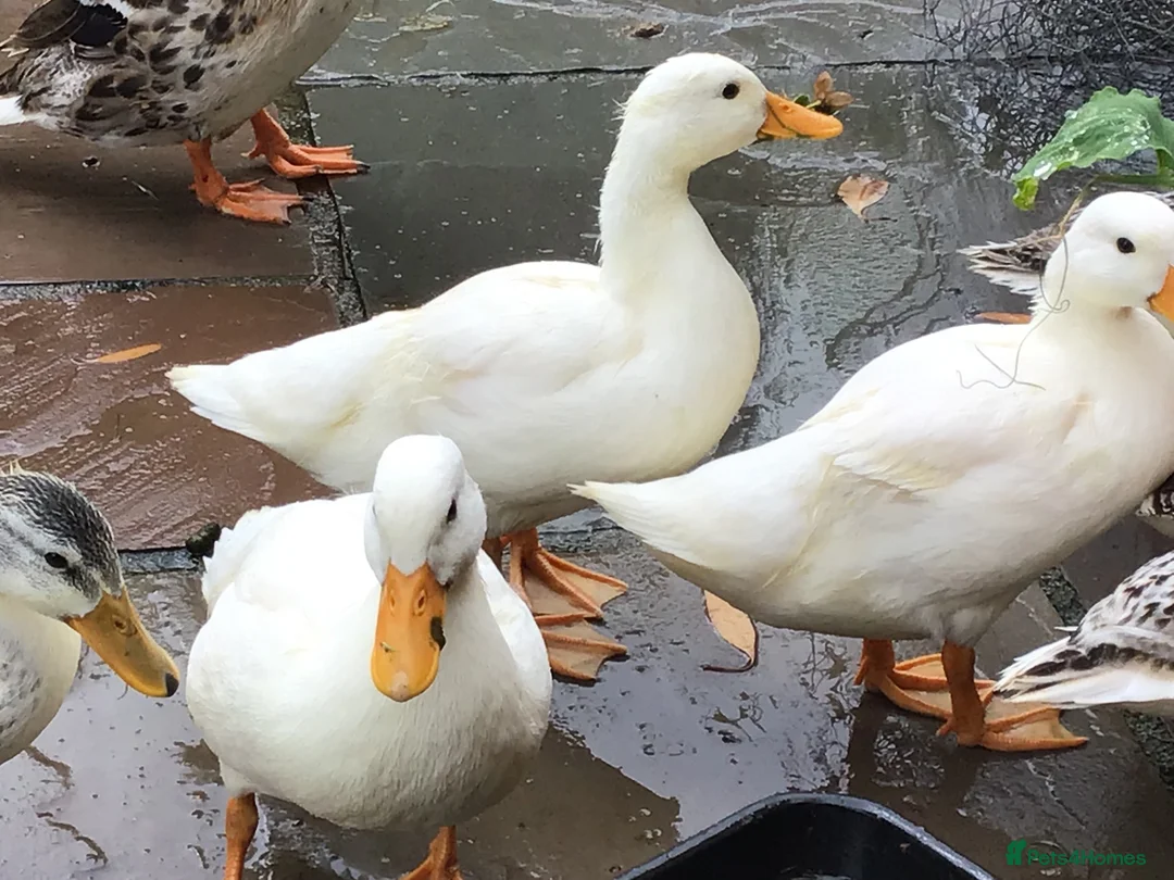 Ducks poultry for sale: White Call Duck Pair of Duck and Drake - Advert 1