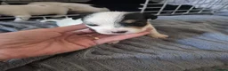 Parson Russell dogs for sale: Adorable Parsons terrier pups - Advert 2