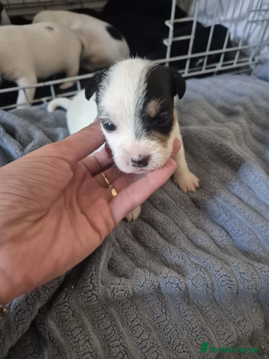 Parson Russell dogs for sale: Adorable Parsons terrier pups - Advert 2