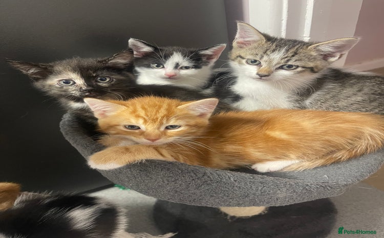 Mixed Breed cats for sale - Advert 1