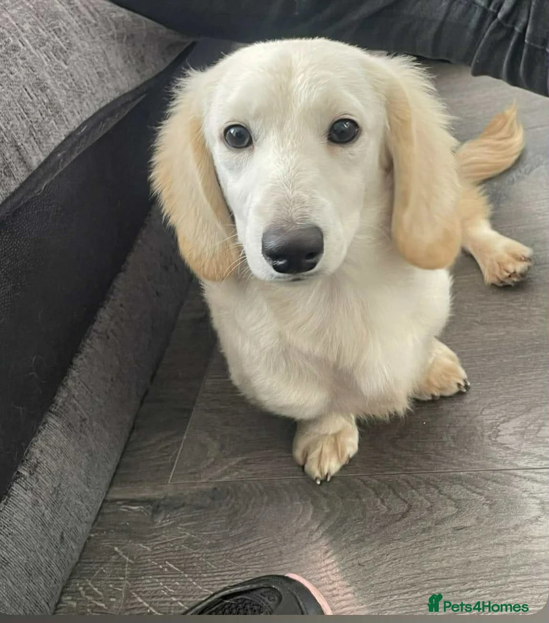 Miniature Dachshund dogs for sale: Miniature Dachshunds  in Liverpool - Advert 2