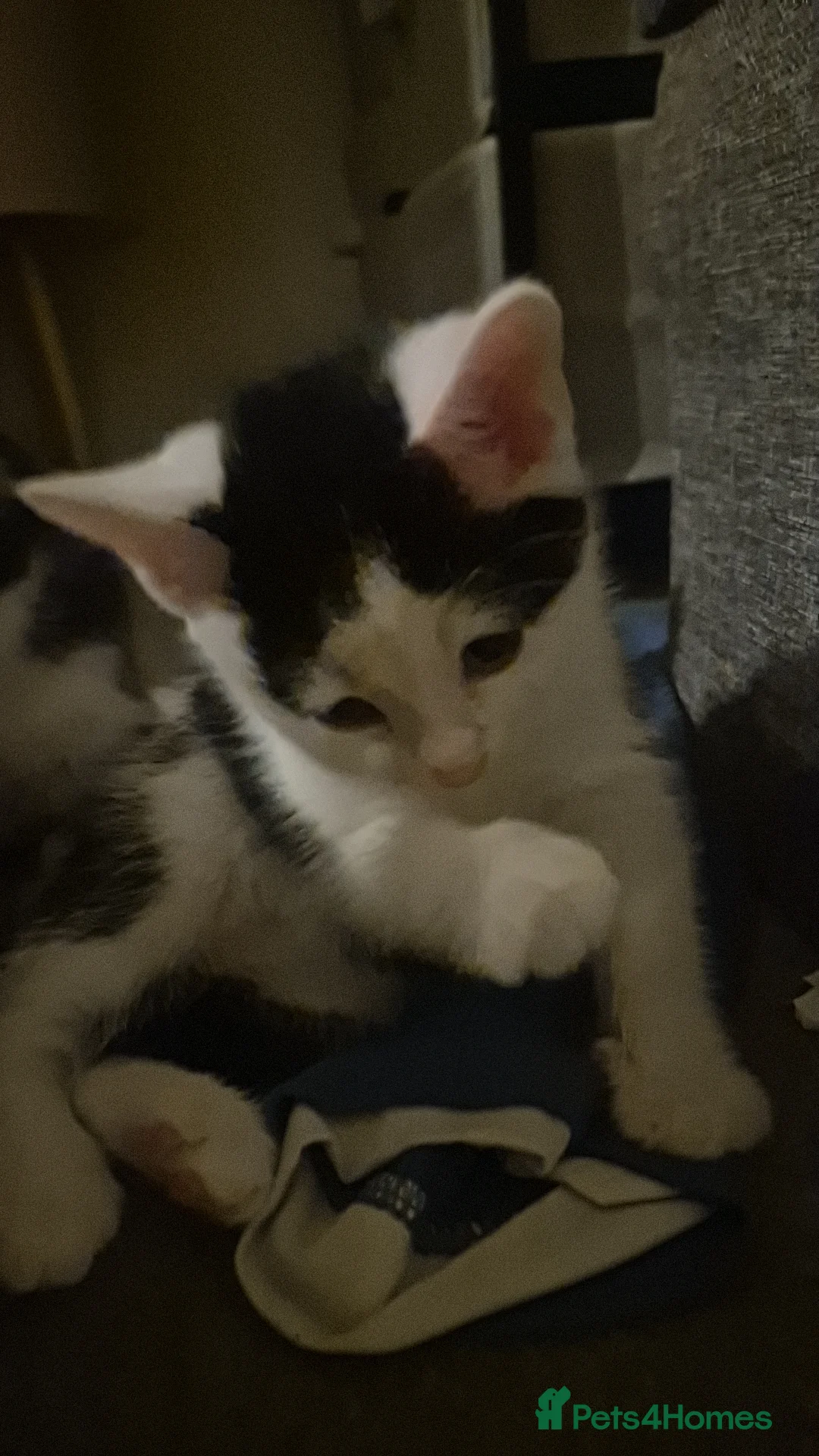 Domestic Shorthair cats for sale: 3 short hair 1 long hair domestic kittens  - Advert 4