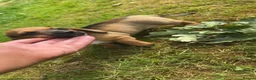Miniature Dachshund dogs for sale: Miniature dachshund  - Advert 5