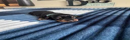 Dachshund dogs for sale: Miniature Dachshunds  in Bridgwater - Advert 11