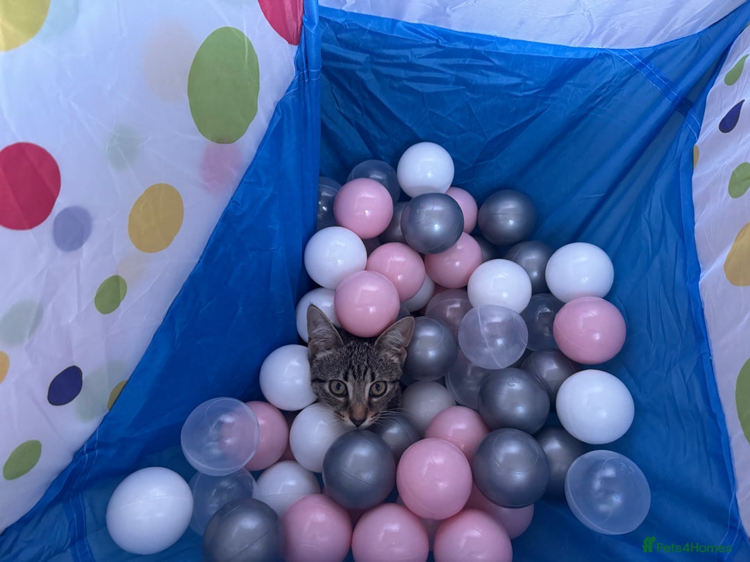 Domestic Shorthair cats for sale: Kitten for sale - Advert 5