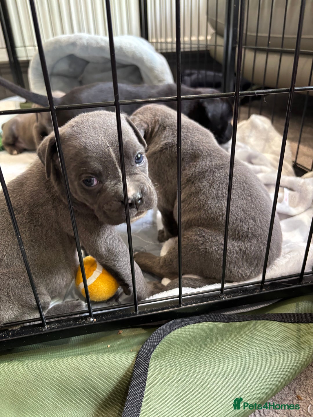Mixed Breed dogs for sale: canó corso cross british bulldog puppy’s  - Image 31