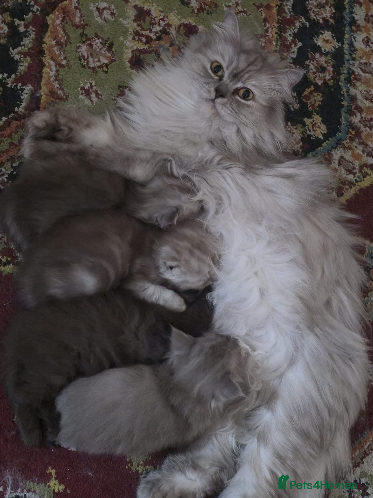 Persian cats for sale: Ready to goBeautiful Persian Kittens for Sale 🐾 - Advert 1
