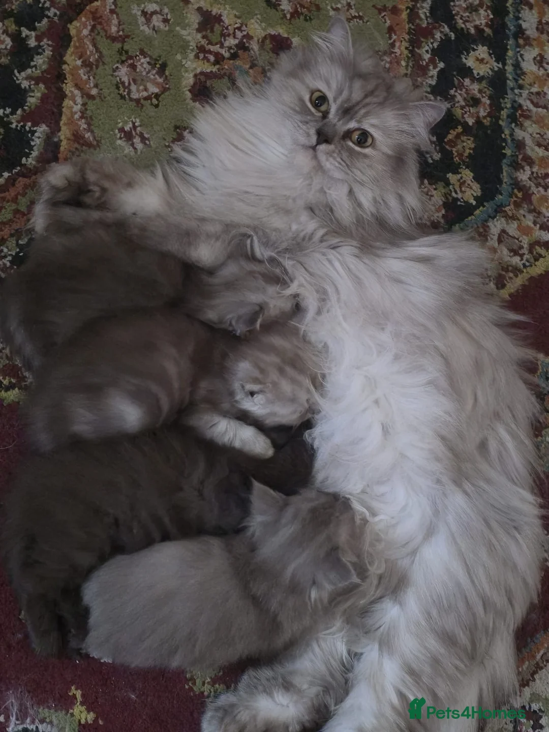 Persian cats for sale: Ready to goBeautiful Persian Kittens for Sale 🐾 in Bristol - Advert 1