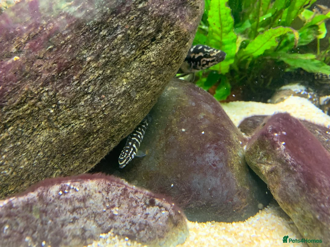 Cichlids fish for sale: Tanganyika Cichlids +Malawi Hap. in Salisbury - Advert 6