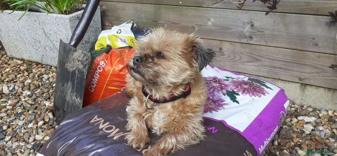 Mixed Breed dogs for sale: In need of a home in Leicester - Advert 2