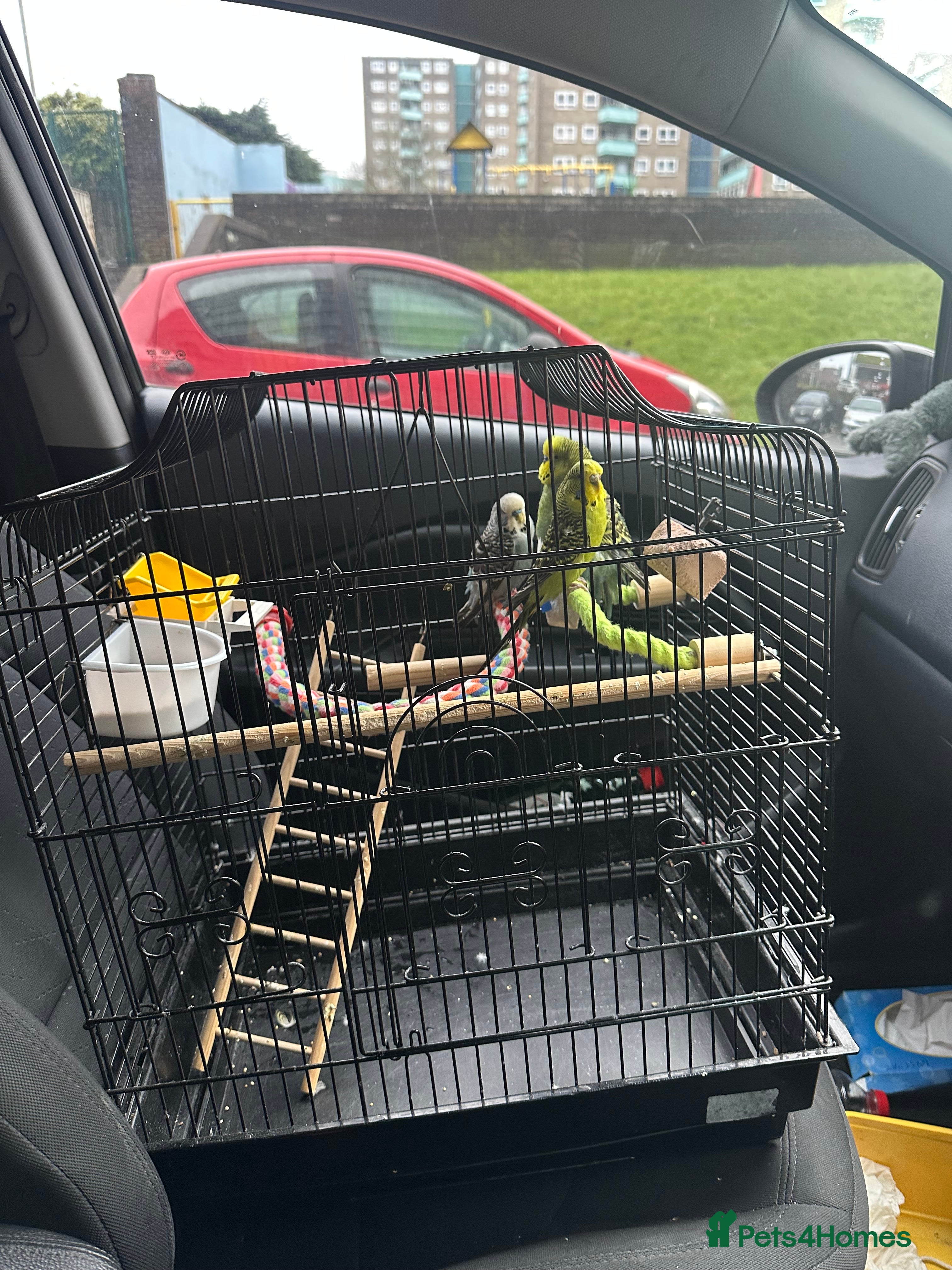 Budgerigars birds Mixed budgies - Advert 22