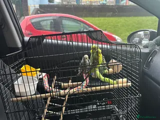 Budgerigars birds Mixed budgies - Advert 22