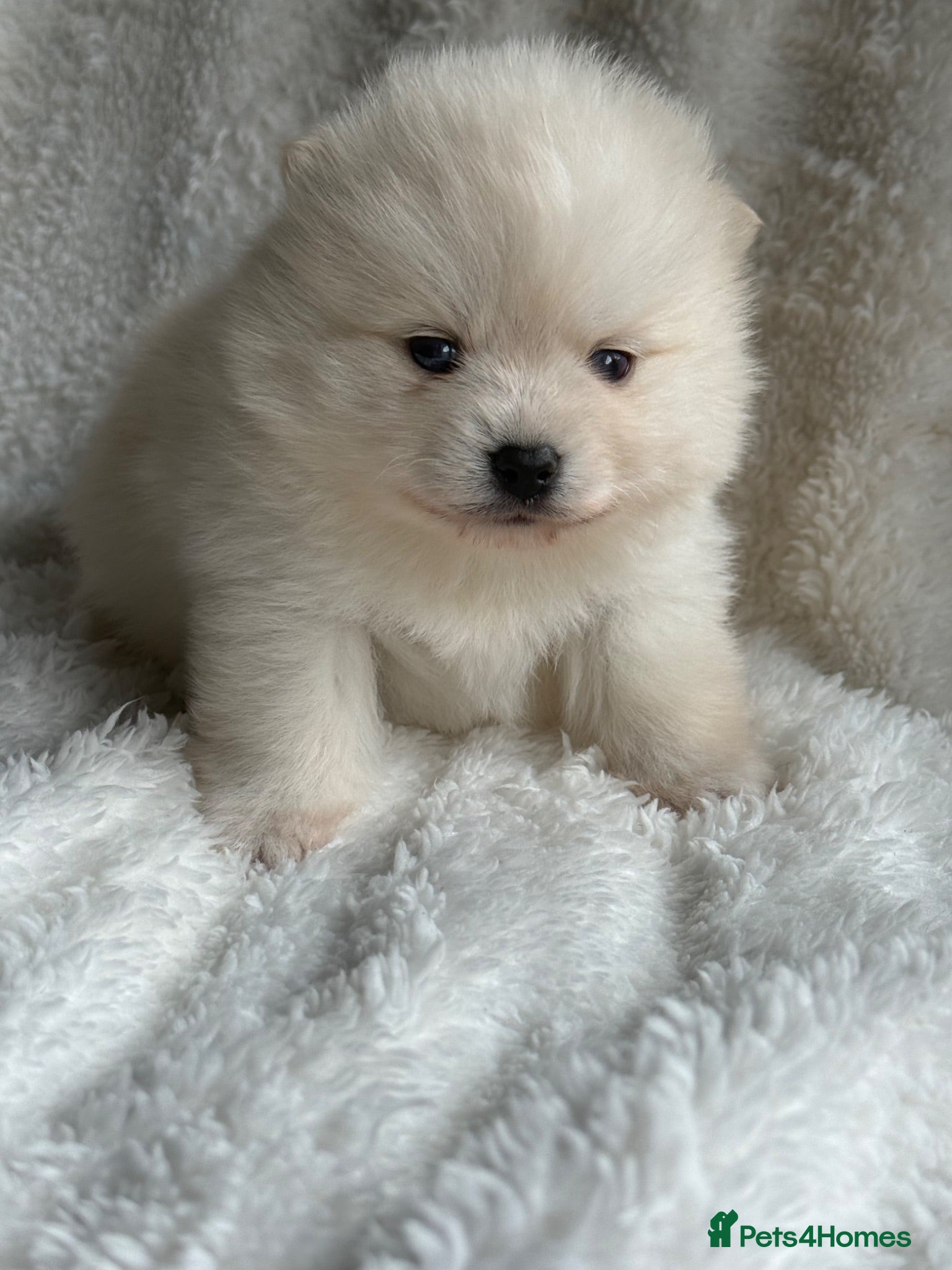 Pomsky dogs Stunning F1B Pomsky’s - Advert 2