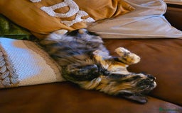 Mixed Breed cats for sale: Super friendly, fluffy kittens! 😻 - Image 35