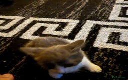 Mixed Breed cats for sale: Kitten for sale Luton/dunstable - Image 8