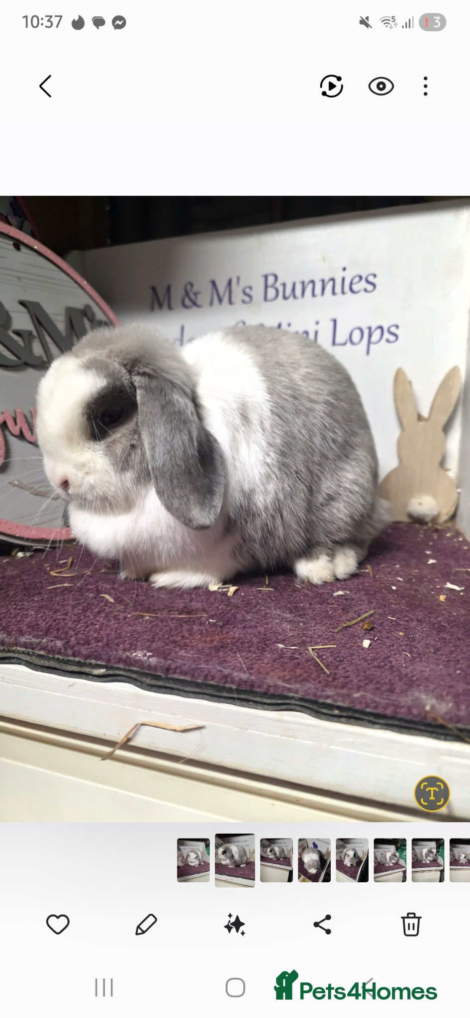 Mini Lop rabbits Mum and son Mini lops  - Advert 2