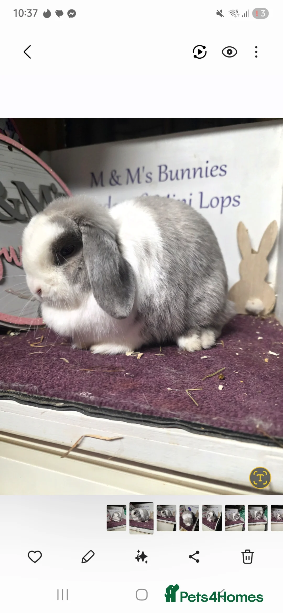 Mini Lop rabbits for sale: Mum and son Mini lops  - Advert 1