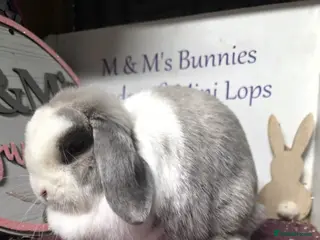 Mini Lop rabbits Mum and son Mini lops - Advert 2