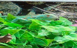 Iguana reptiles for sale: Stunning young blue iguana  - Image 4