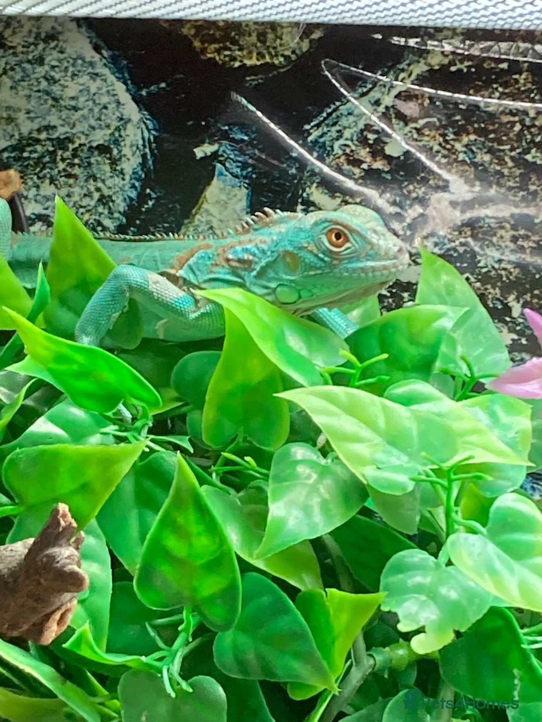 Iguana reptiles for sale: Stunning young blue iguana  - Image 4