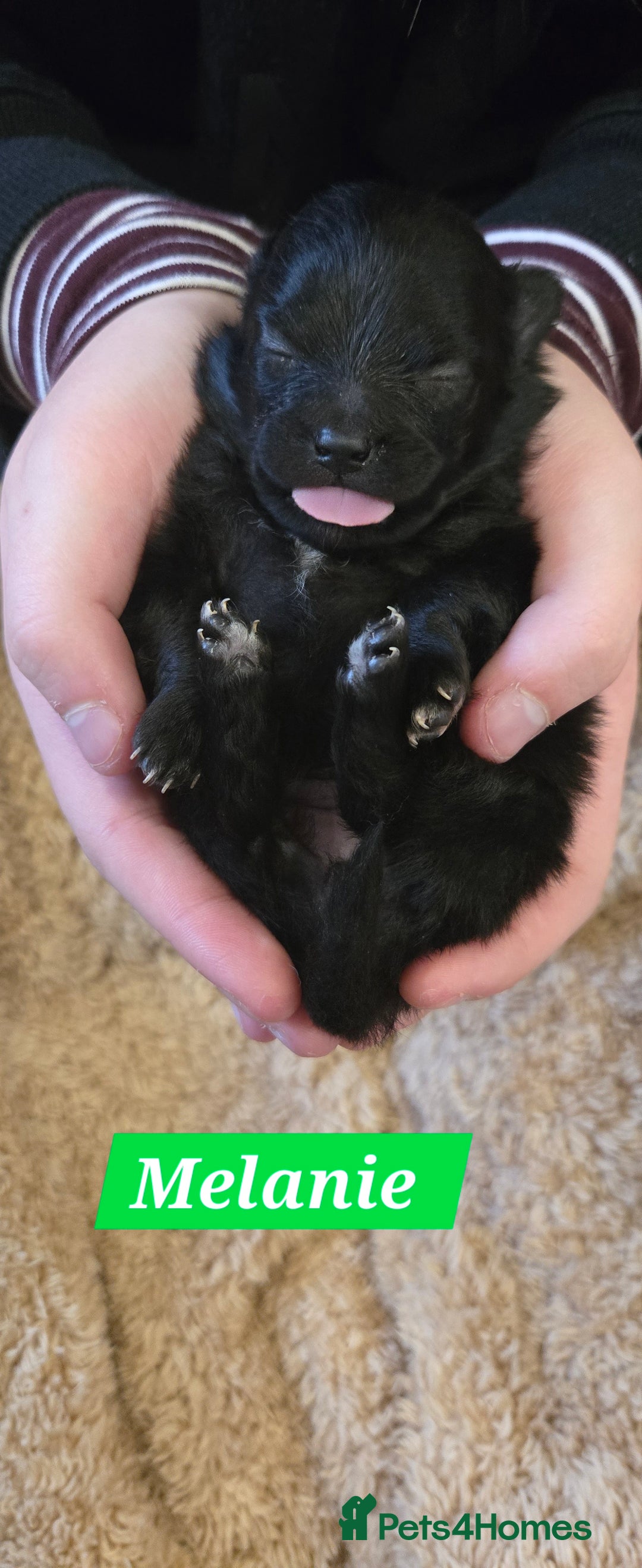 Pomeranian dogs for sale: Pretty Pomeranians  - Advert 25