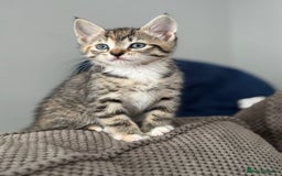 Domestic Shorthair cats for sale: Kitten for Sale - Image 1
