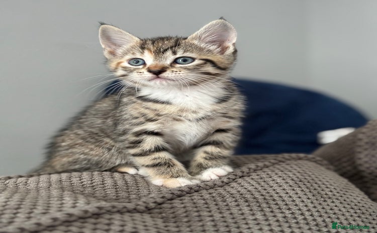 Domestic Shorthair cats - Advert 5