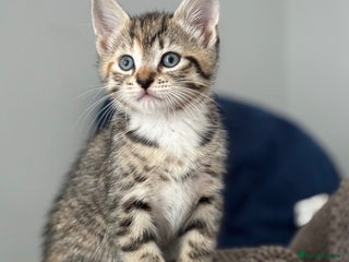 Domestic Shorthair cats - Advert 36