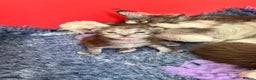Maine Coon cats for sale: Polydactyl Maine Coon Kittens! - Advert 16