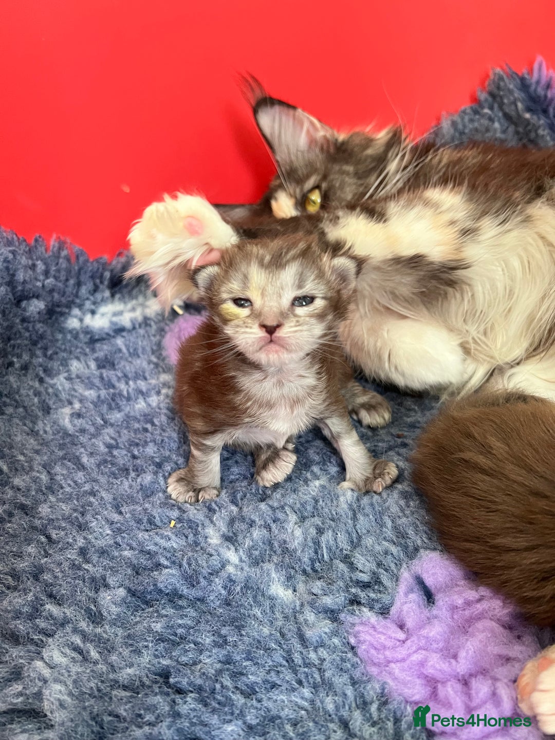 Maine Coon cats for sale: Polydactyl Maine Coon Kittens! - Advert 16