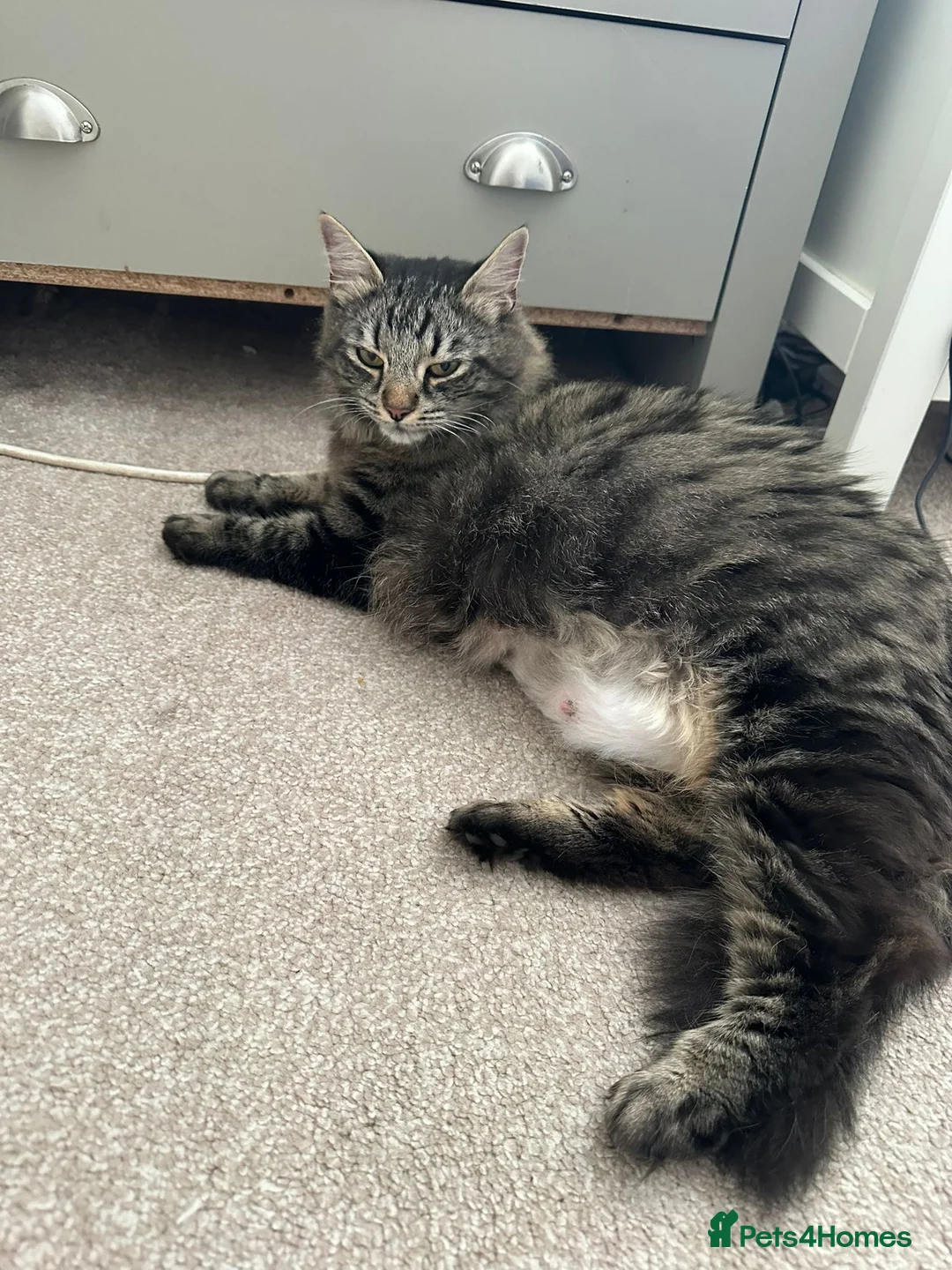 Maine Coon cats for sale: 3 quarter Mainecoon in Workington - Advert 1