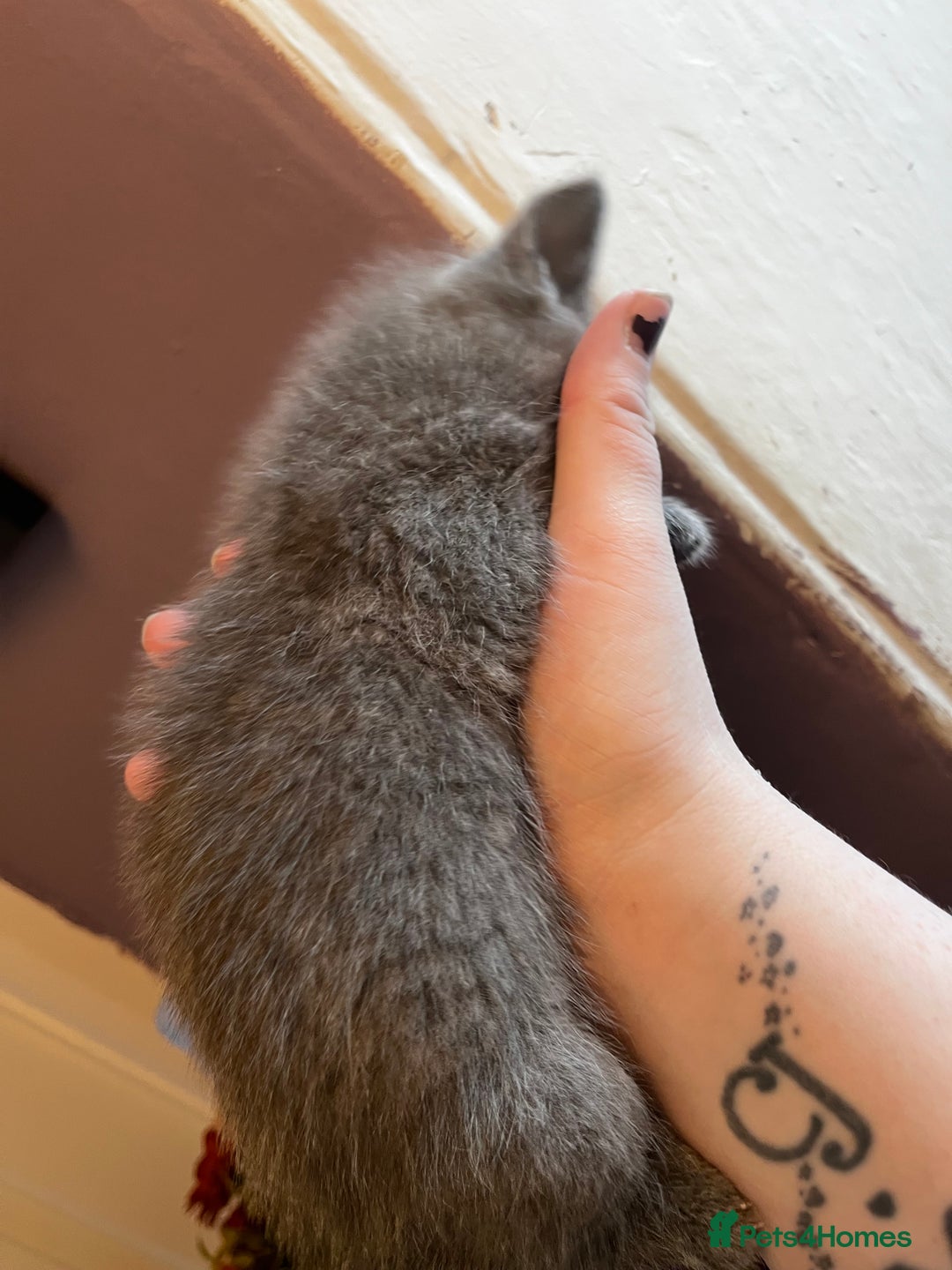 Mixed Breed cats for sale: Beautiful grey, tabby and black kittens  - Advert 11