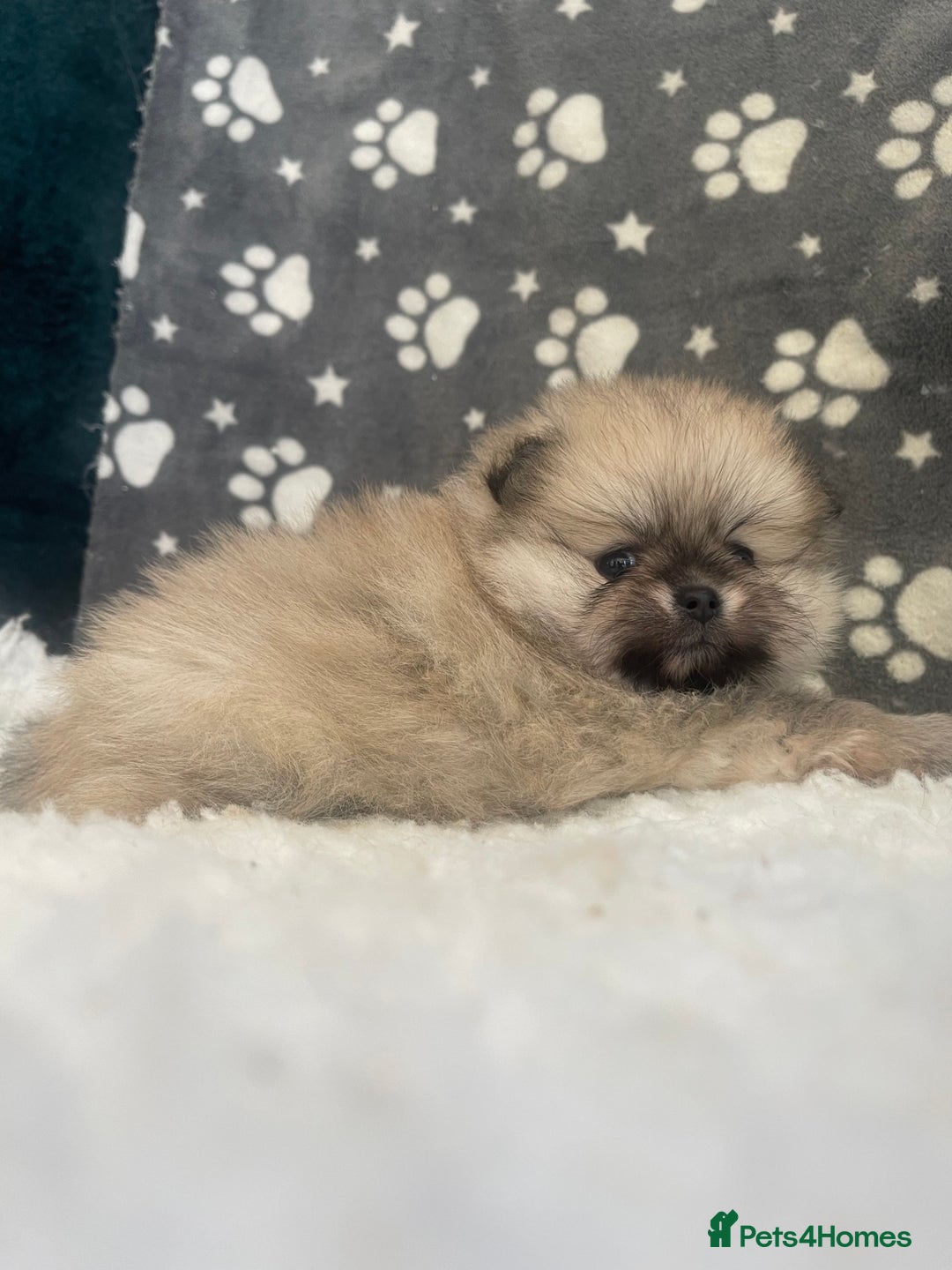 Pomeranian dogs for sale: Stunning litter merl Pomeranian - Image 15