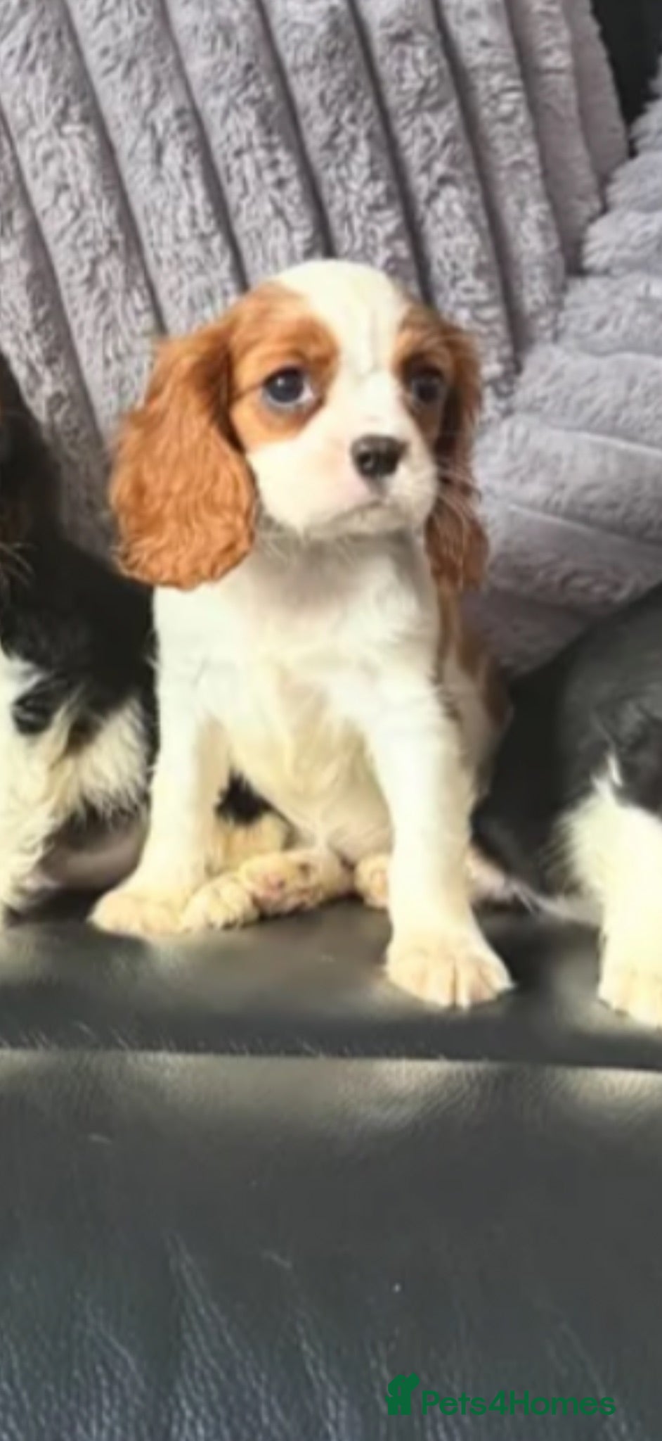 Cavalier King Charles Spaniel dogs Royal kennel club cavalier puppies dna clear  - Advert 2