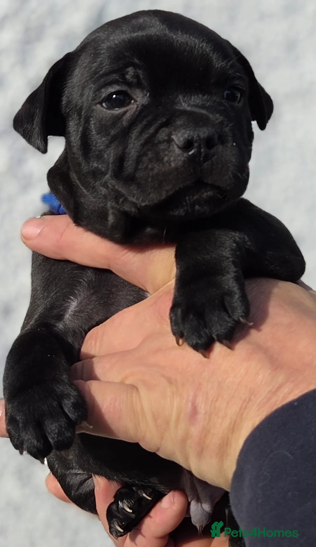 Staffordshire Bull Terrier dogs for sale: Black Staffordshire Puppy **OUTSTANDING PEDIGREE** - Advert 5