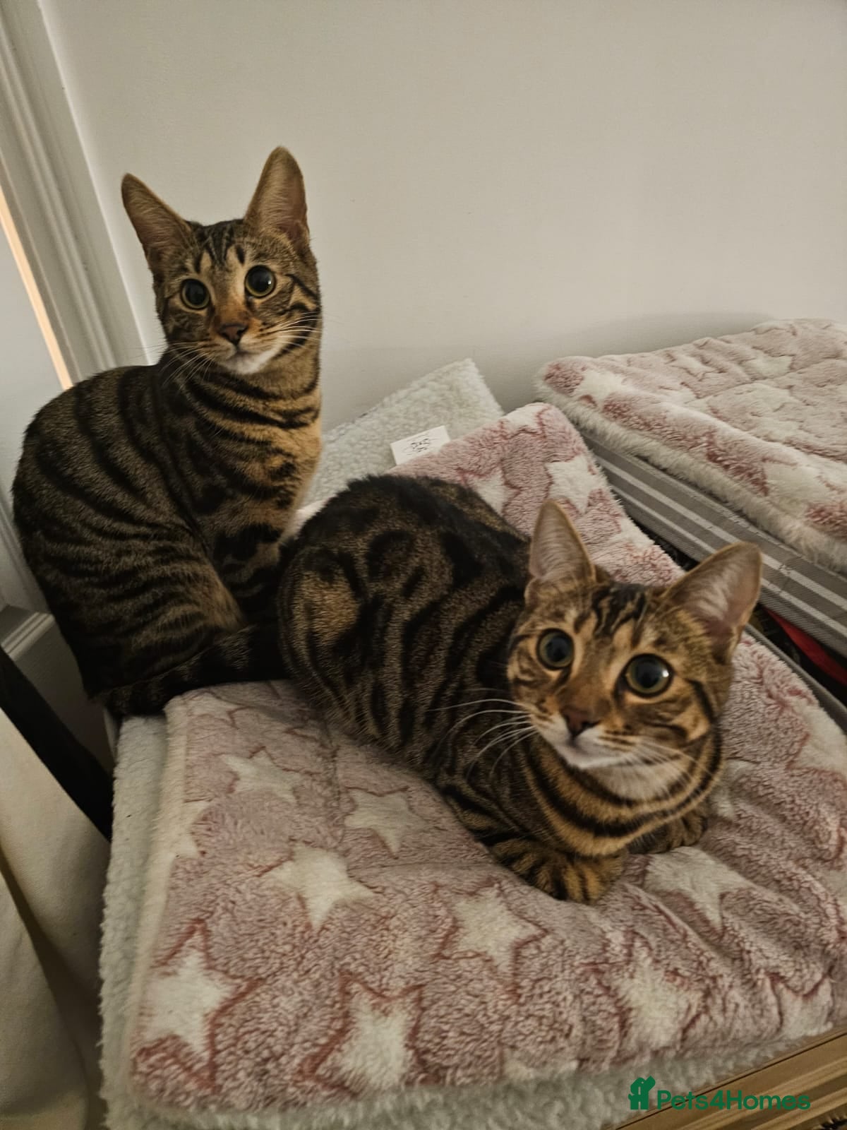 Bengal cats 2 beautiful bengal X shorthairs - Advert 2