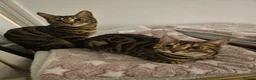Bengal cats for sale: 2 beautiful bengal X shorthairs - Advert 2