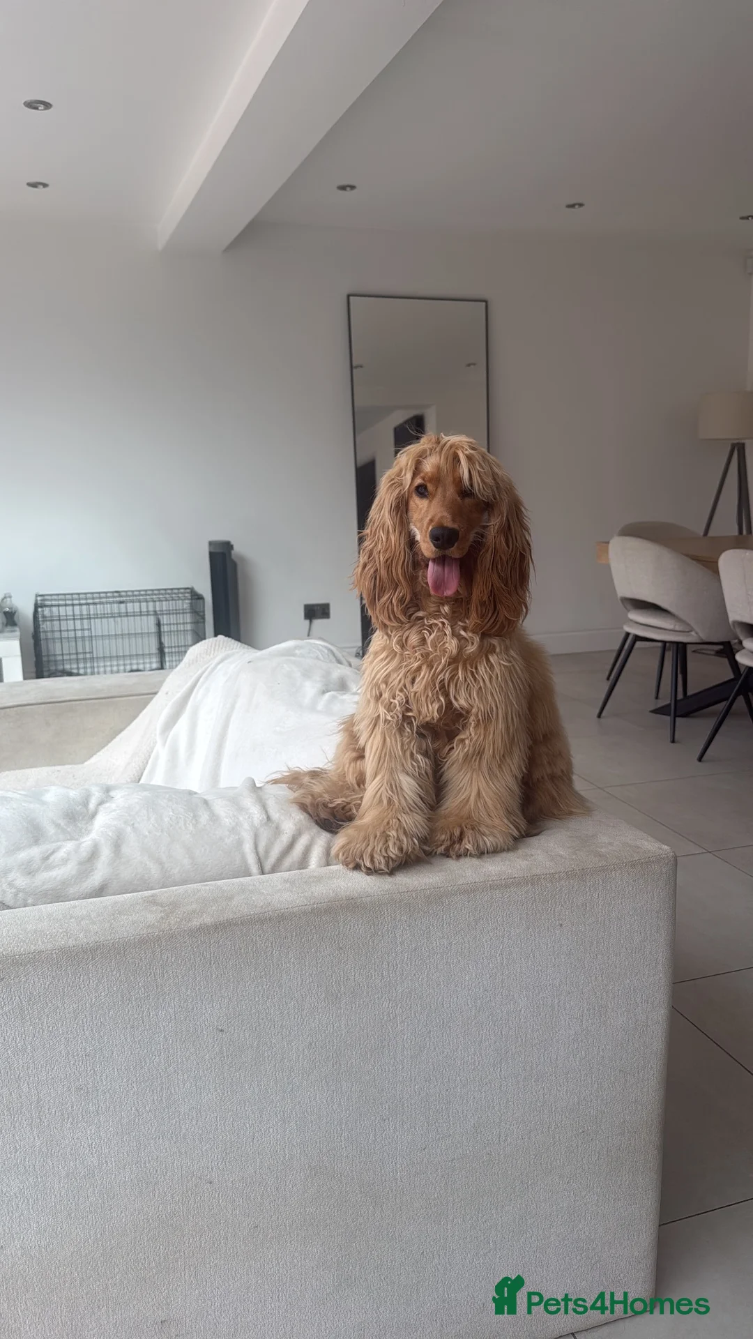 Cocker Spaniel dogs for sale: Show cocker spaniel female - 1yr 3mnth - Advert 5