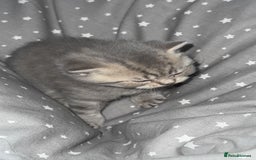 British Shorthair cats for sale: BSH KITTENS  - Image 19