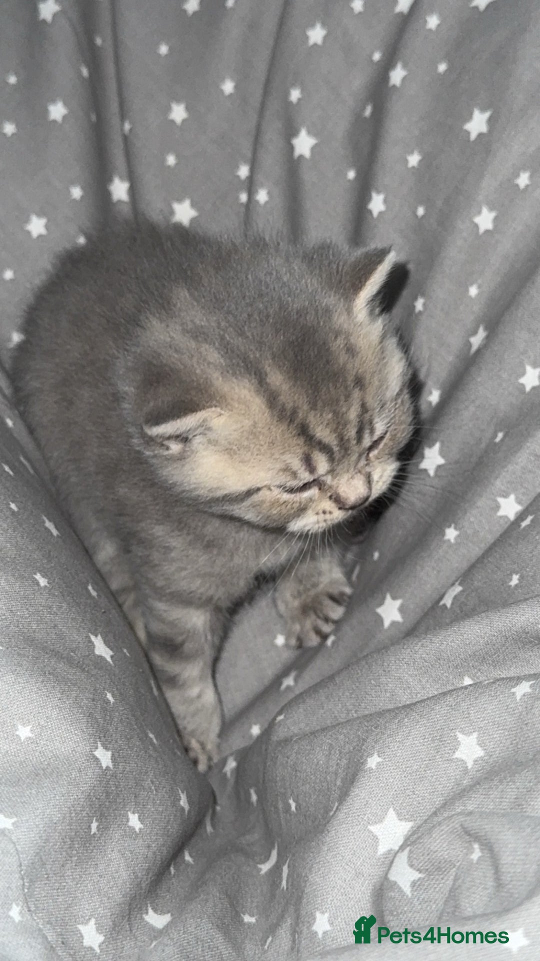 British Shorthair cats for sale: BSH KITTENS  - Image 19