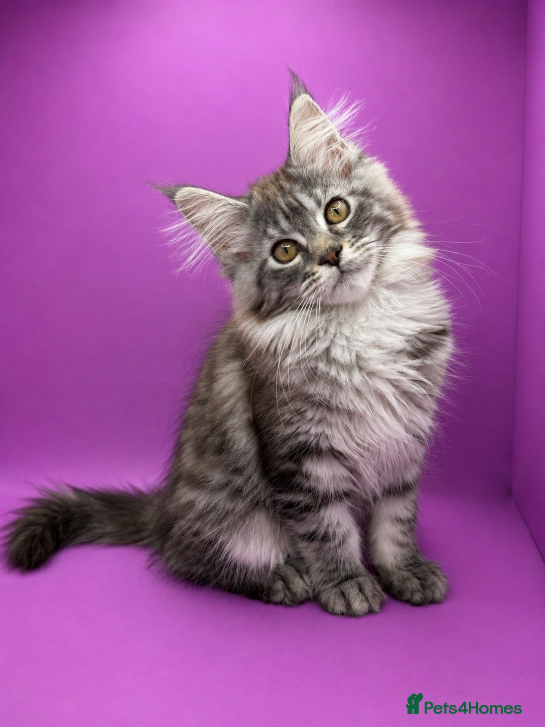 Maine Coon cats Maine Coon Kittens *READY* | DNA | TICA Red.  - Advert 9