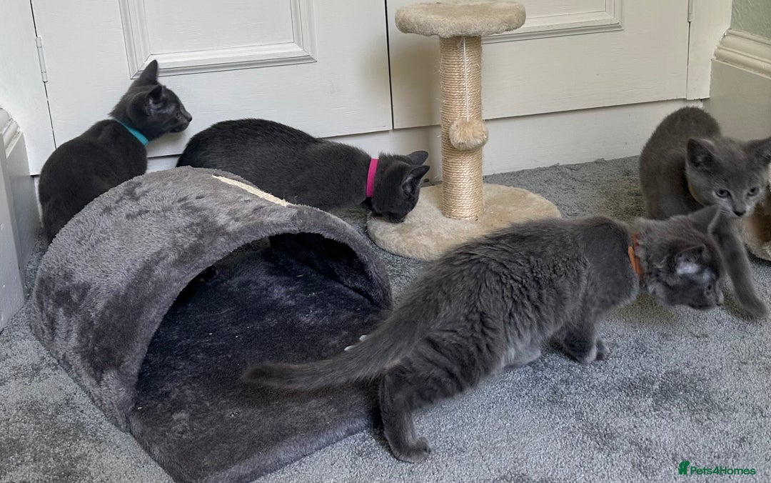 Russian Blue cats for sale: Russian Blue Kittens  in Lanark - Image 29