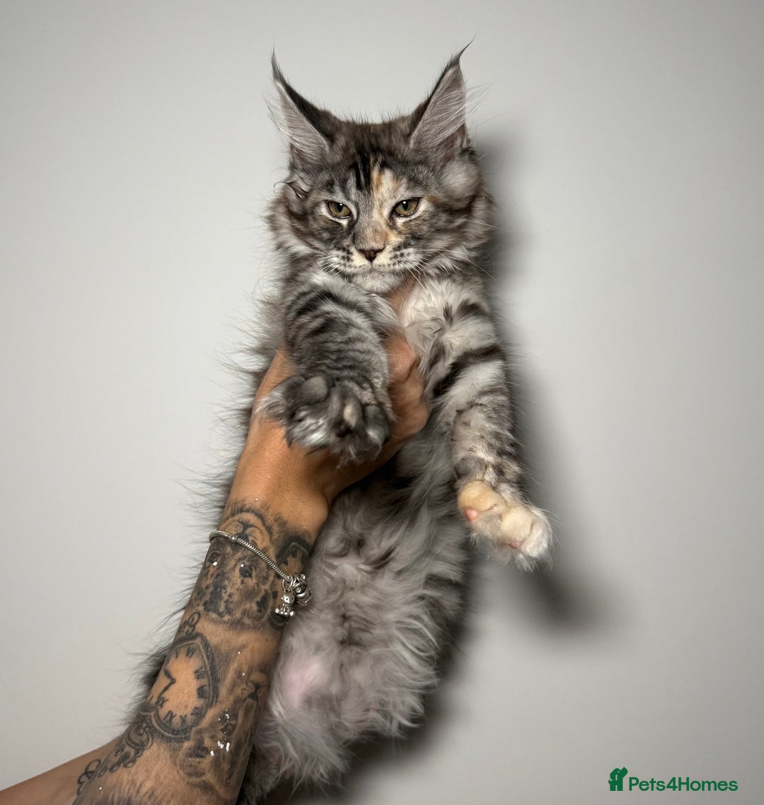 Maine Coon cats for sale: Champion line kittens , ready to go ☺️ - Advert 5