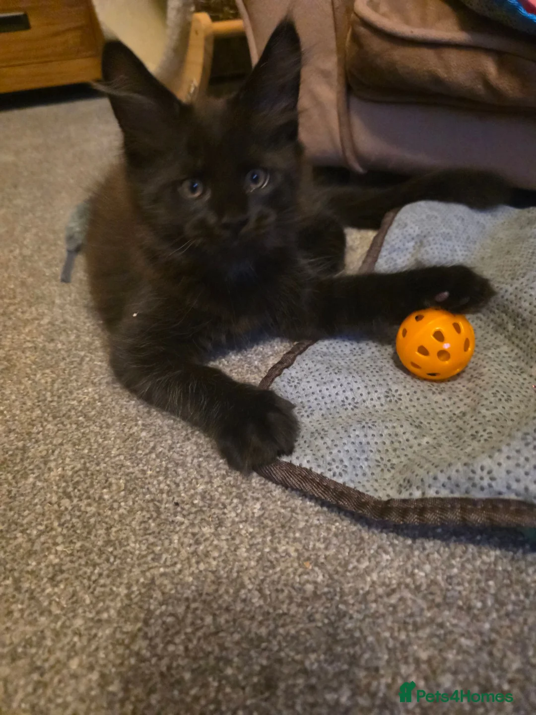 Maine Coon cats for sale: *****Both boys are sold****** - Advert 2