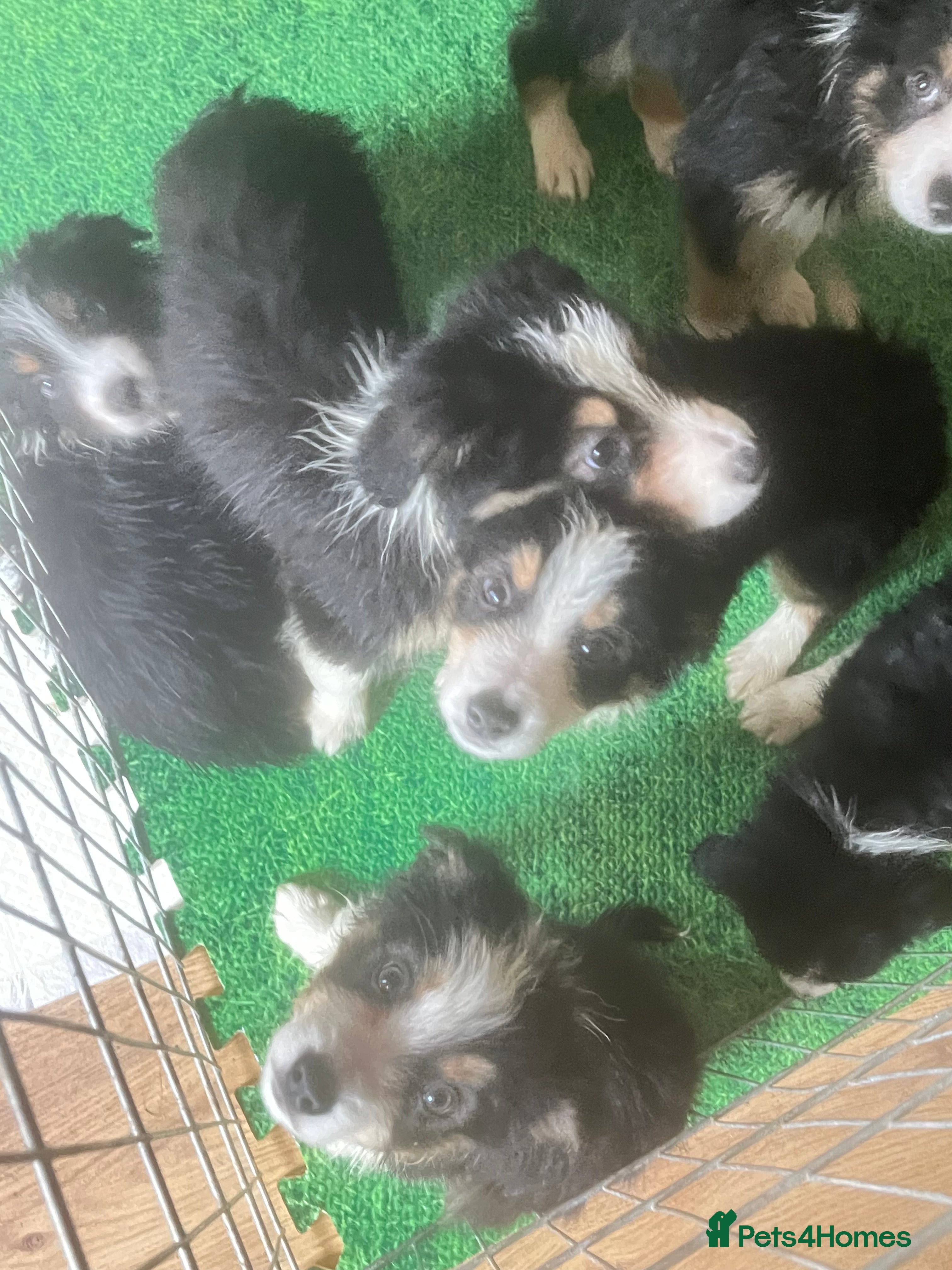 Border Collie dogs 6 beautiful tri border collie pups for sale  - Advert 9