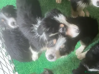 Border Collie dogs 6 beautiful tri border collie pups for sale - Advert 9