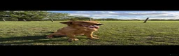 Labrador Retriever dogs for stud: KC Reg Fox Red (Yellow) Labrador Stud  - Advert 2